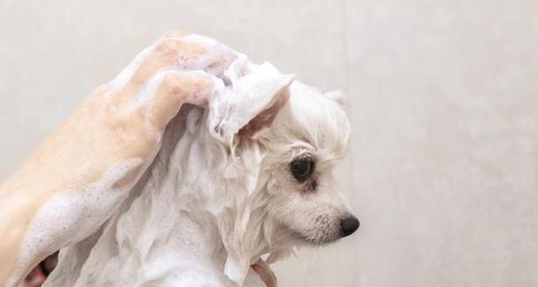 狗狗洗澡的正确方法（让你的宠物体验舒适干净的洗澡过程）