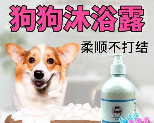 贵宾犬洗澡的注意事项（如何为贵宾犬洗澡，让它感到舒适）