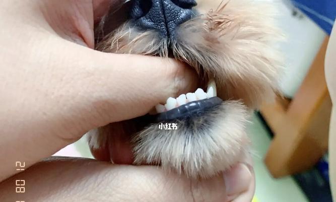 金毛的牙齿护理（让您的宠物拥有健康的牙齿）
