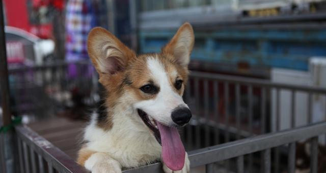 如何为你的可爱柯基犬进行美容？（了解柯基犬的毛发护理及注意事项）