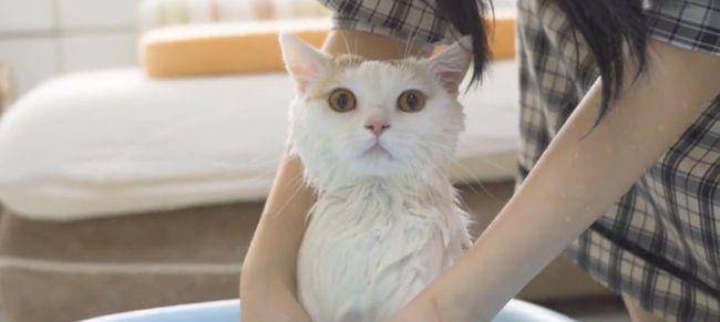 如何正确给猫咪洗澡（宠物护理小贴士，让你的猫咪健康洁净）