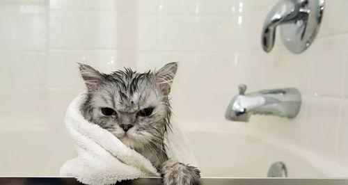 如何给你的爱猫洗澡（宠物美容的小技巧与注意事项）