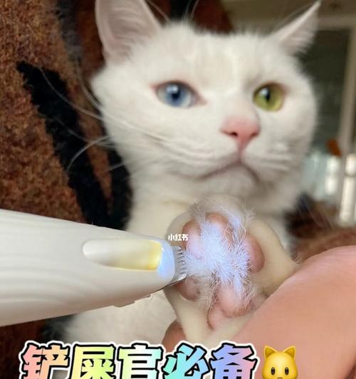 如何正确给猫咪洗澡（以宠物为主，注意这些步骤）