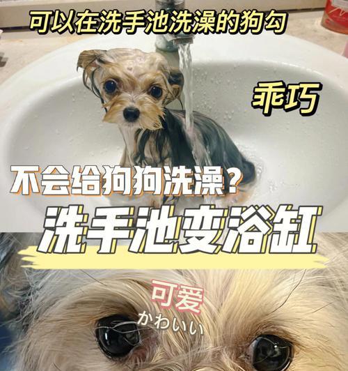 给你的宠物小狗洗澡的正确方法（详细讲解小狗洗澡的程序与技巧，让你的宠物健康幸福）