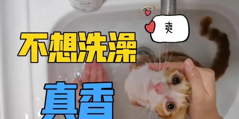 小橘猫洗澡的注意事项（让你的宠物洁净又健康）