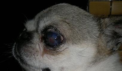狗狗白内障的症状和治疗（保护宠物眼睛健康，白内障不再难治）