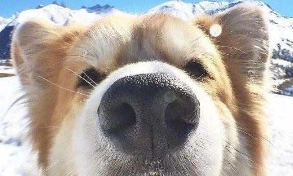 狗狗鼻子不湿的原因解析（为什么狗狗的鼻子会干燥？狗主人需要注意什么？）