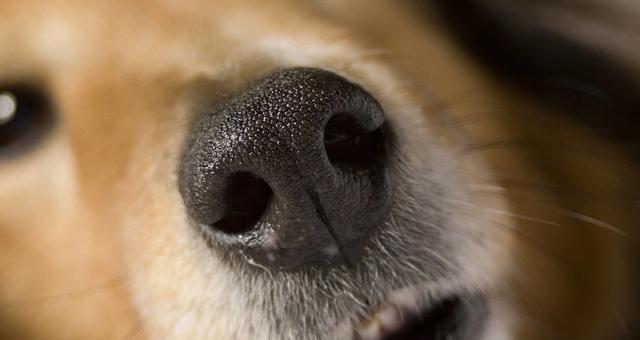 揭秘狗狗鼻子干燥的原因（了解鼻子干燥对狗狗的影响及预防方法）