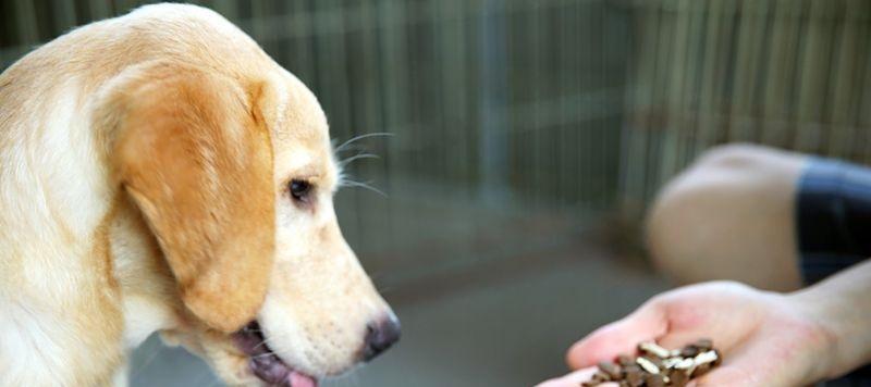 宠物狗狗肠套叠的原因与预防措施（从饮食习惯、生活方式和遗传因素探究狗狗肠套叠的形成机理）