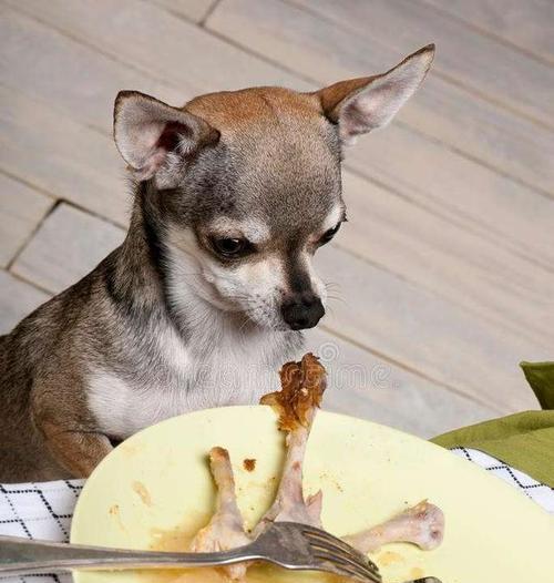 小心！狗狗不能吃洋葱（宠物主人必看，了解狗狗食用洋葱的危害）
