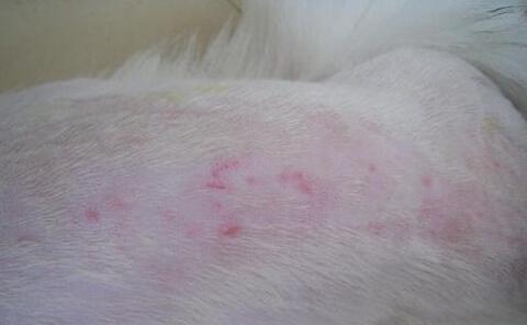 狗狗皮肤病的全面防治指南（从病因到治疗，让你的宠物远离皮肤病）