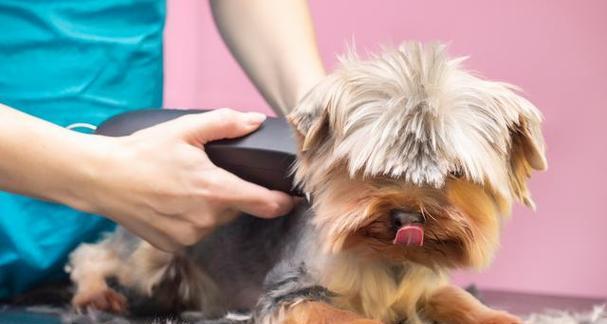 狗狗毛发养护指南（打造健康亮丽的毛发，让宠物更加可爱）