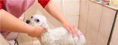狗狗洗澡的最佳频率（宠物健康与清洁无关，适时洗澡让狗狗更舒适）