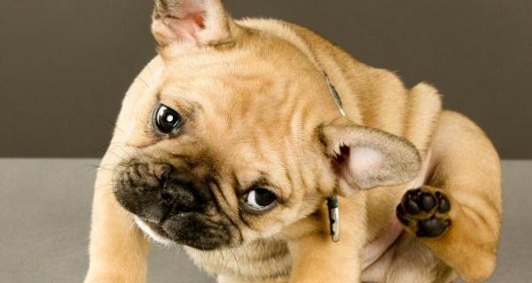 如何处理狗狗耳朵的脏臭？（给爱宠清新的耳朵，关注狗狗健康）