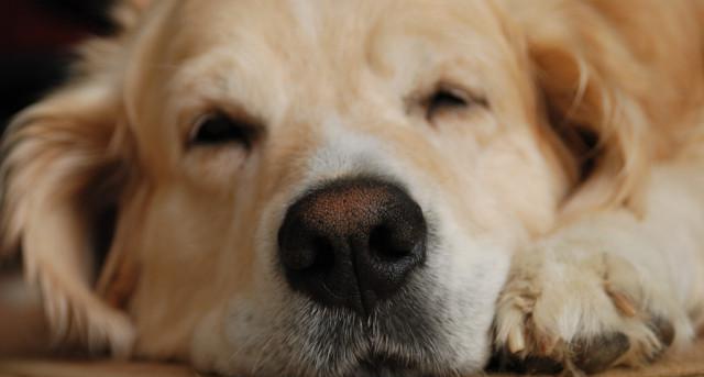 宠物狗腹泻的原因及预防方法（为什么狗狗会腹泻？如何防止狗狗腹泻？）