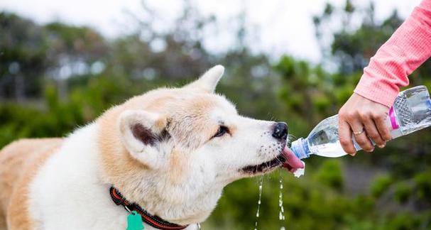狗狗过多喝水的原因和处理方法（宠物爱喝水的原因，如何避免狗狗过多喝水）