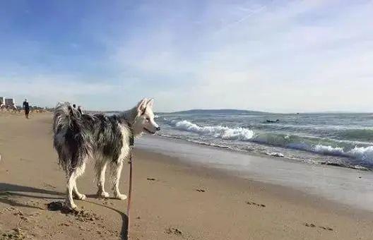 如何解决宠物狗喝海水的问题（海水中的盐分对狗狗有害，遇到这种情况怎么办？）