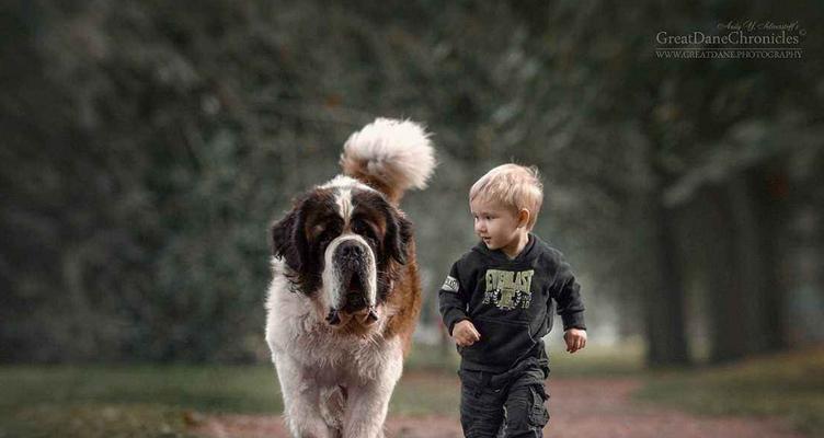 宠物与孩子的和谐相处（以狗狗为例，让你的孩子学会爱护宠物）