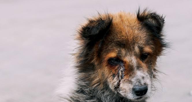 狗狗疾病如何传染给人类？（宠物养护需注意的重要问题！）