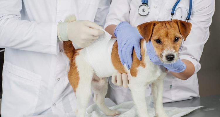 狗狗健康不容忽视，家庭体检是必需品（从眼睛到脚爪，这些要点让你检查狗狗的健康）
