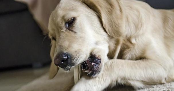 狗狗口腔疾病带来的健康危机（了解预防口腔疾病，让宠物健康长寿）