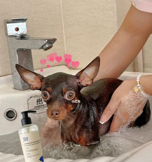 狗狗可不可以用人类的沐浴露？（以宠物为主，了解正确的沐浴方法）