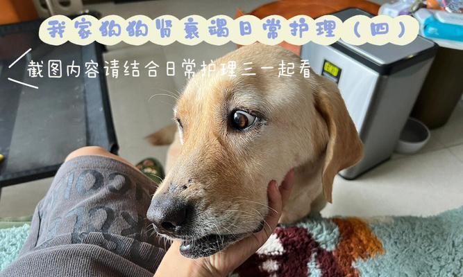 爱犬如何进行日常美容护理（从头到脚，让你的狗狗变得更美丽）