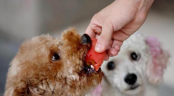如何处理宠物身上的臭味？（以狗狗身上有臭味为例，从清洁、喂养和治疗三个方面详细介绍）