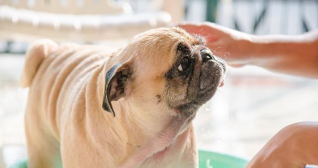 狗狗不能洗澡的情况（探究狗狗不能洗澡的原因及注意事项）