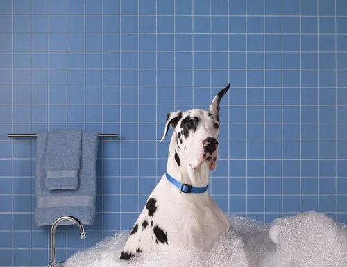 给宠物洗澡的注意事项（如何为你的狗狗洗澡？关注这些细节）