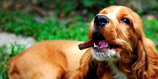 如何以狗狗训练六大实用方法让你的宠物更听话（掌握这些训练技巧，让你和狗狗之间更和谐）