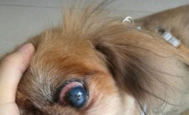 揭秘狗狗眼睛异常的几种表现（了解这些症状，保护你的爱宠不受伤害）