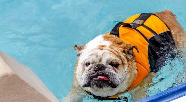 狗狗游泳完后的清洁指南（如何保护宠物的健康和舒适？）