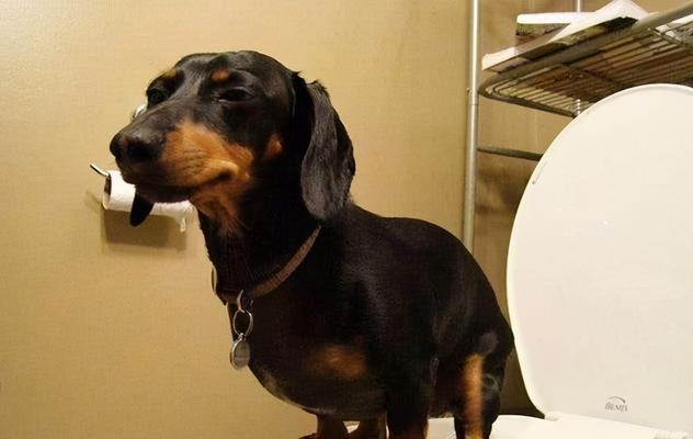狗狗在家乱尿，原因和解决方法（为什么狗狗在家乱尿？如何帮助狗狗养成好习惯？）