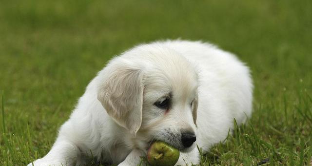 宠物狗长期食用肝脏的危害（探究狗狗长期食用肝脏的健康风险和预防措施）
