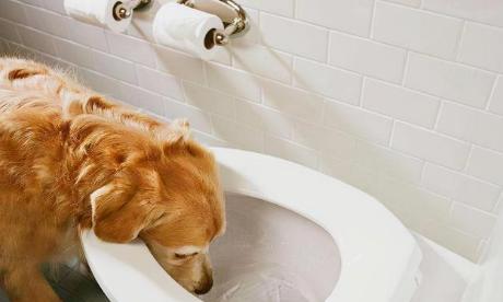 狗狗喝水量的正确掌握（每天喝水量及喝水时间的重要性）
