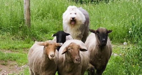 从古至今，古代牧羊犬毛发护理知识全面探究（让你成为养犬达人，轻松掌握宠物毛发护理技巧）