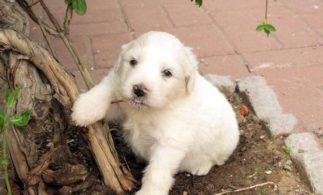 大白熊犬牙齿的重要性（宠物牙齿护理知识，提高宠物健康）