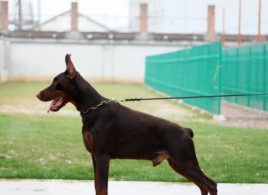 如何饲养健康活泼的杜宾幼犬（从宠物到朋友，学习正确饲养方法）