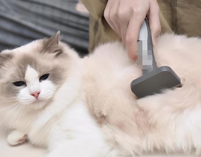 探究猫咪脱毛的原因（为什么猫咪会脱毛？详细解析猫咪脱毛的原因与处理方法）