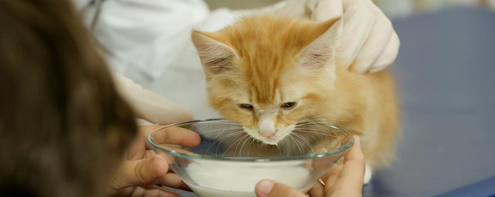 猫咪的饮水习惯（如何让宠物养成喝水的好习惯？）