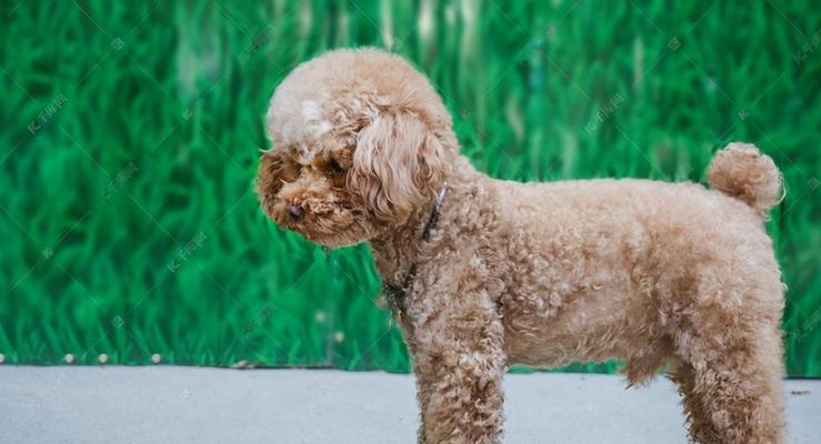 贵宾犬挑食的应对方法（如何让你的宠物健康饮食）