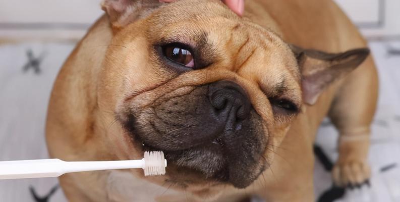 如何检查狗狗口腔异味？（掌握15个方法帮助宠物摆脱口臭问题）