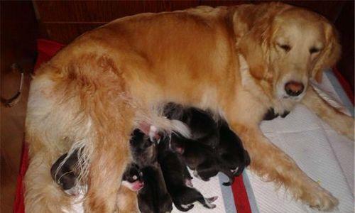 金毛狗狗怀孕期间的养护（关爱宠物生命，从怀孕期开始）