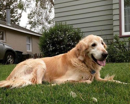 金毛犬冬季饲养全攻略（宠物爱好者必看，让你的金毛犬渡过一个温馨的冬天）