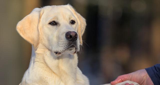 金毛犬和拉布拉多的区别（探究两种犬的特点与适宜性）