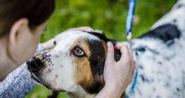 金毛犬怀孕注意事项（宠物主人必看的重要知识）