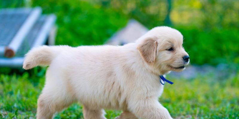 金毛犬第五阶段的生长发育（探究金毛犬成长的秘密）