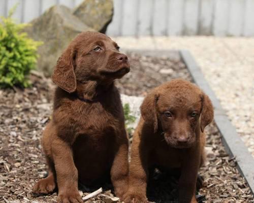 如何正确喂养卷毛寻回猎犬（掌握正确饮食知识，让您的爱宠健康成长）