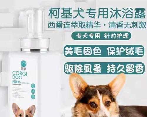 如何有效处理柯基犬耳朵螨虫问题（一起来了解柯基犬耳朵螨虫的危害及有效治疗方法）